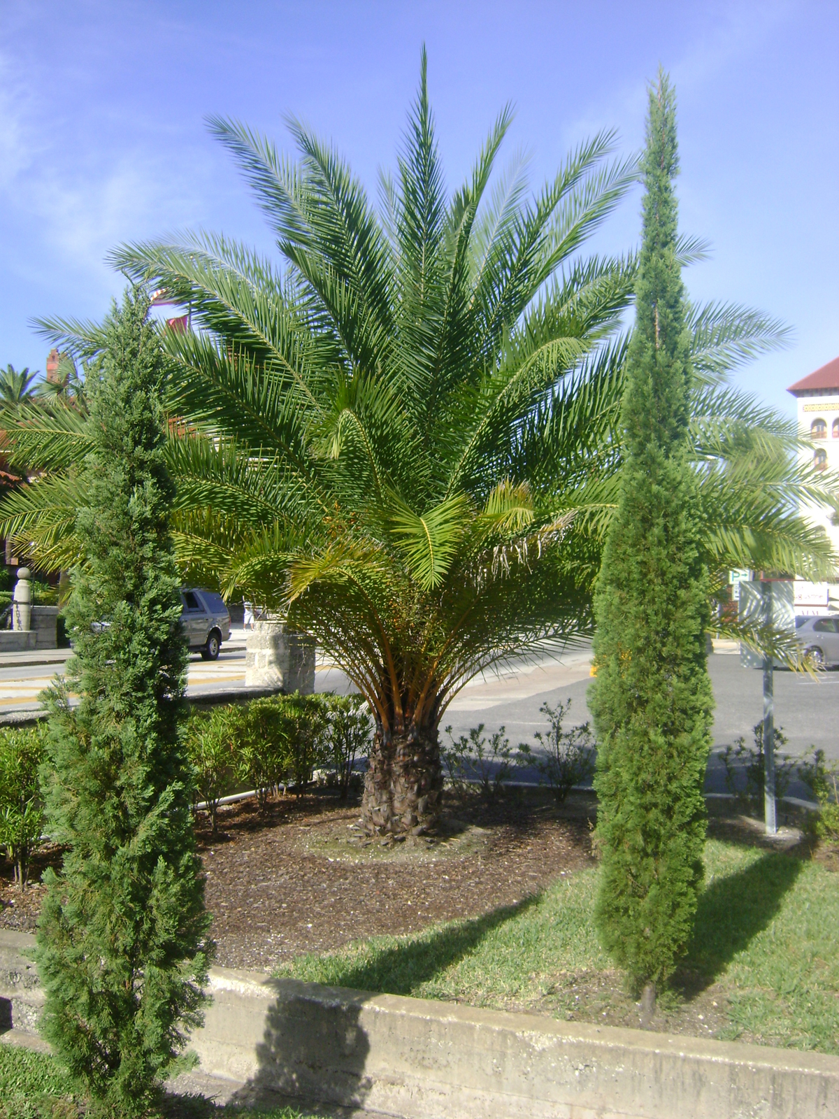 Italian Cypress Surrounding a Palm