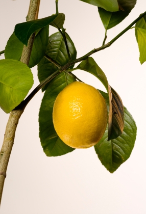 Meyer Lemon Tree