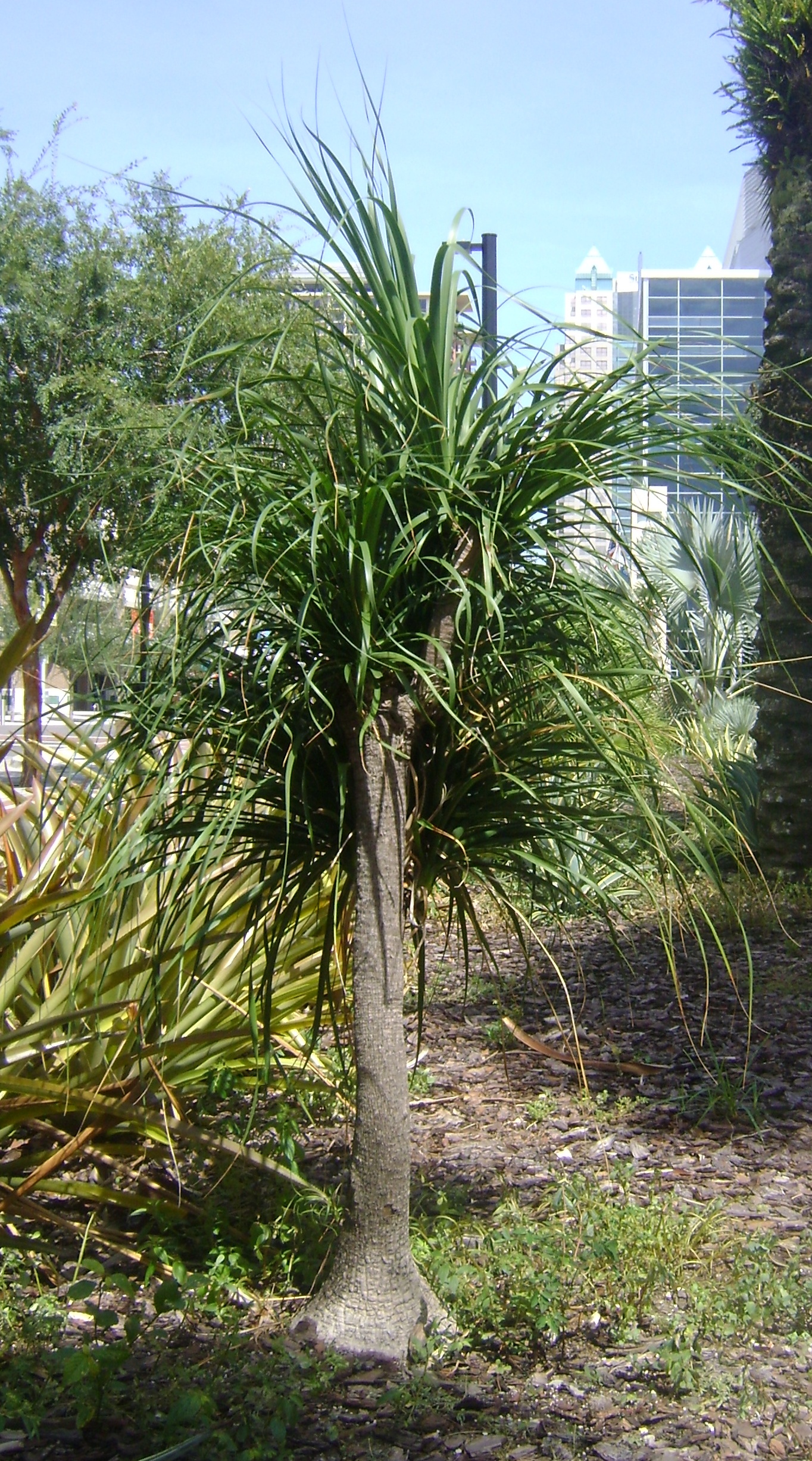 Ponytail Palm in Downtown Orlando