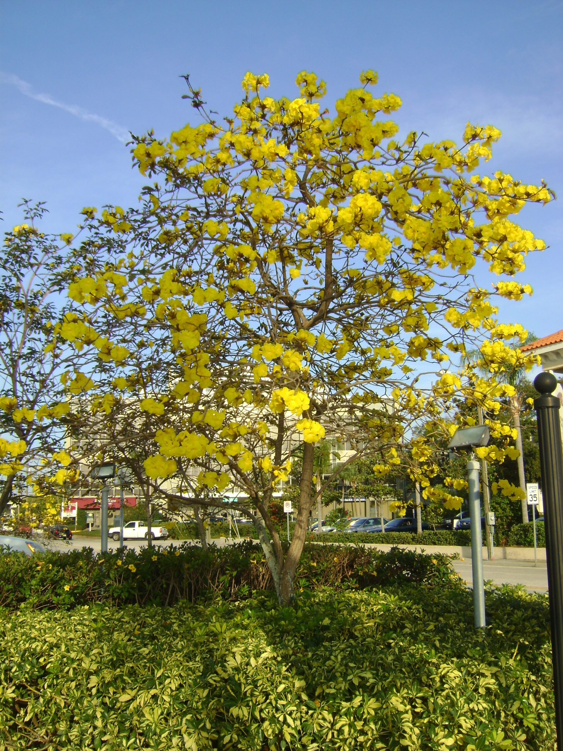 Yellow Tabebuia
