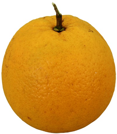 Valencia Orange Outside